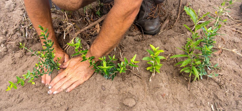 Reforestation, planting trees, and environmental education are services by Tree Whisperer