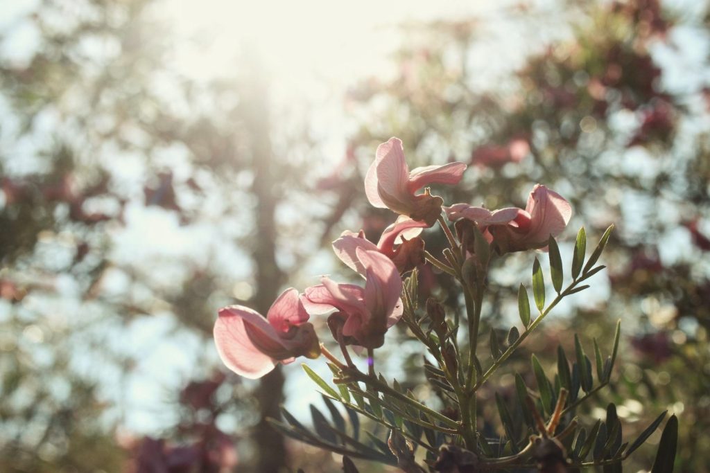 Tree Whisper offers design, setup, maintenance, resource gathering, cultivation, and rehabilitation of forest gardens