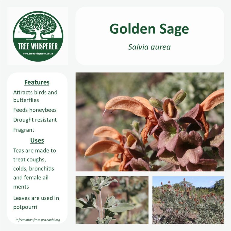 Read more about the article Golden Sage – Salvia aurea