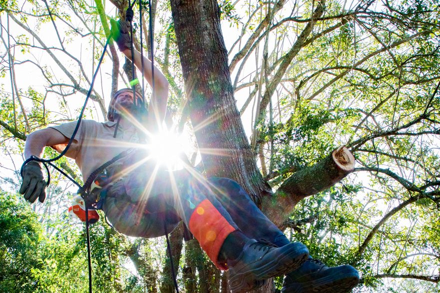 Tree Whisperer using rope access for forest management