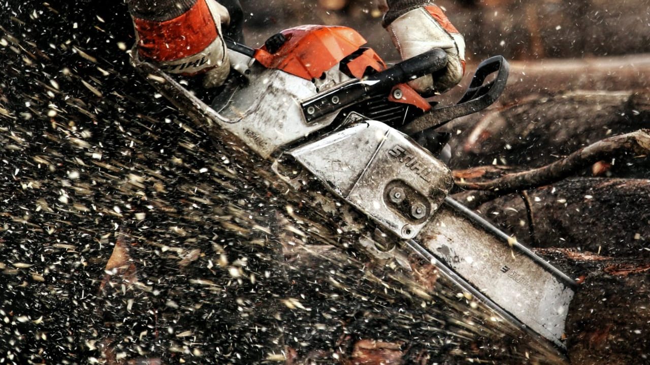 Tree Whisperer helps with trees, wood, biomass, pruning, and other arborist services